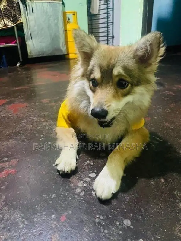 Japanese spitz dog for sale