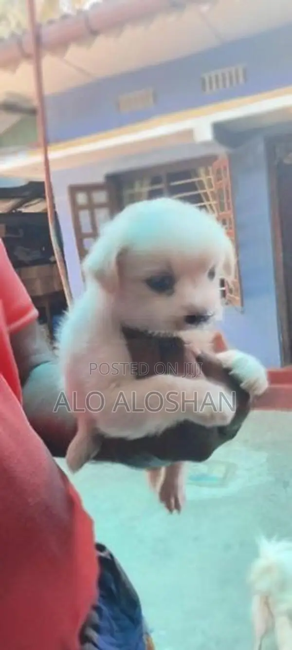 lion Pomariyan puppy