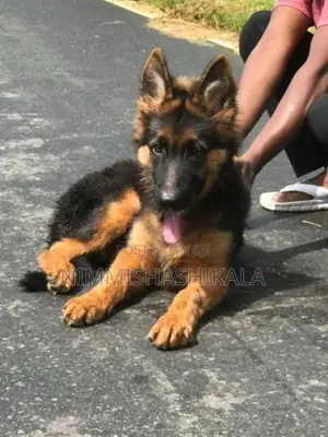 jaman shepherd long cot puppy