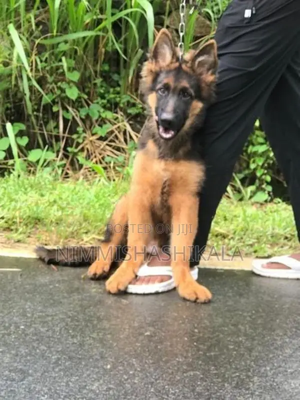 jaman shepherd long cot puppy