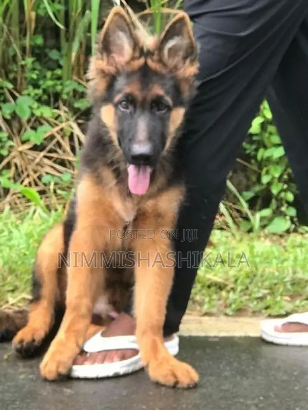 jaman shepherd long cot puppy