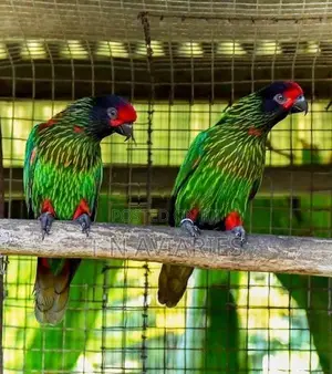 Yellow Streak Lory