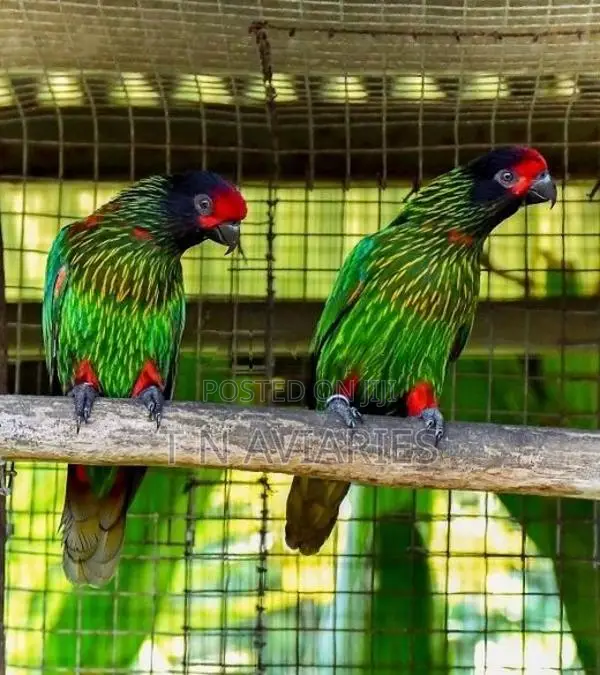 Yellow Streak Lory