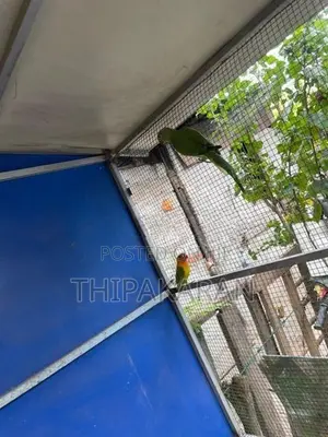 Parrots