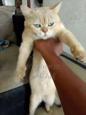 British shorthair Golden sheded