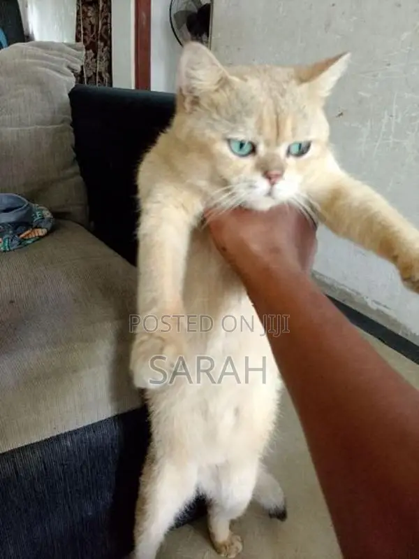 British shorthair Golden sheded