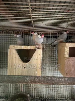 Java bird
