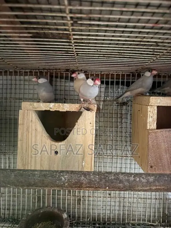 Java bird