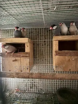 Java bird