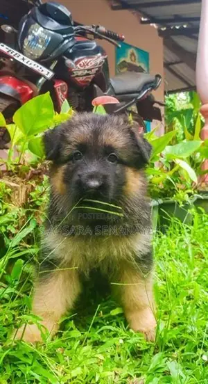 German Shepherd Puppy