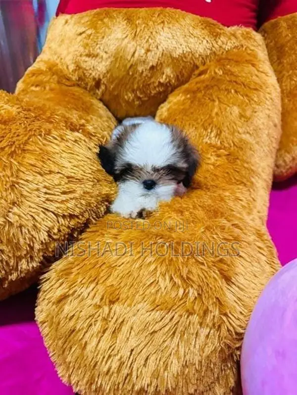 Shih Tzu
