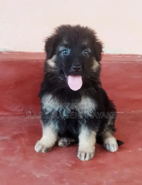 German Shepherd Puppy