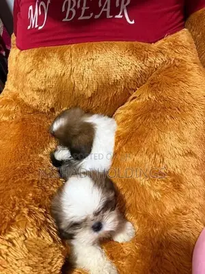 Shih Tzu