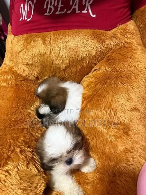 Shih Tzu