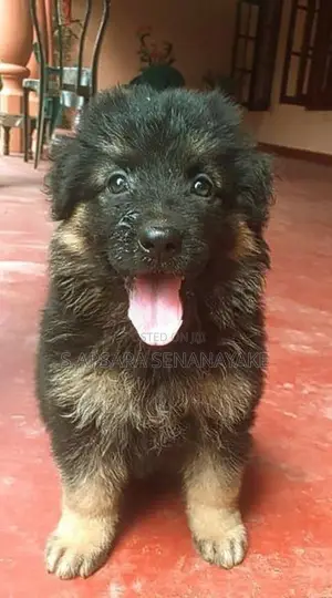 German Shepherd Puppy