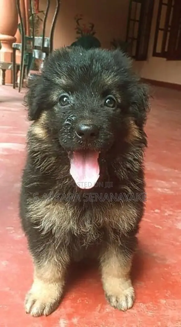 German Shepherd Puppy