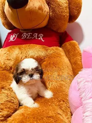Shih Tzu