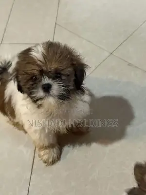Shih Tzu