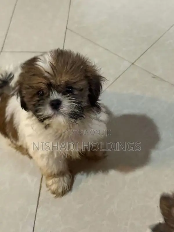 Shih Tzu