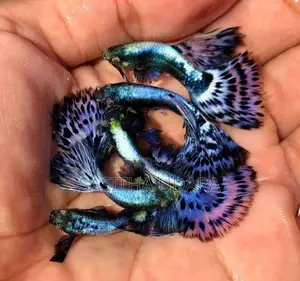 ගප්පි - Takesh Blue Guppy