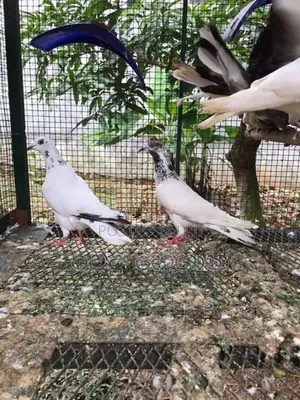Pigeons