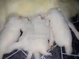 Pomeranian Puppies