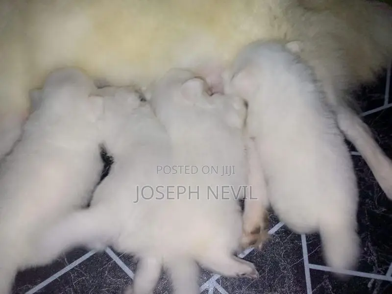 Pomeranian Puppies