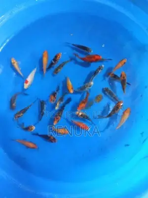 Koi carp fish for sale