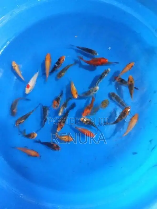 Koi carp fish for sale