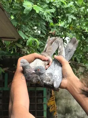 Pigeons