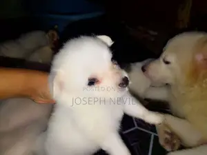 Pomeranian Puppies