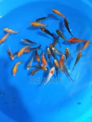 Koi carp fish for sale