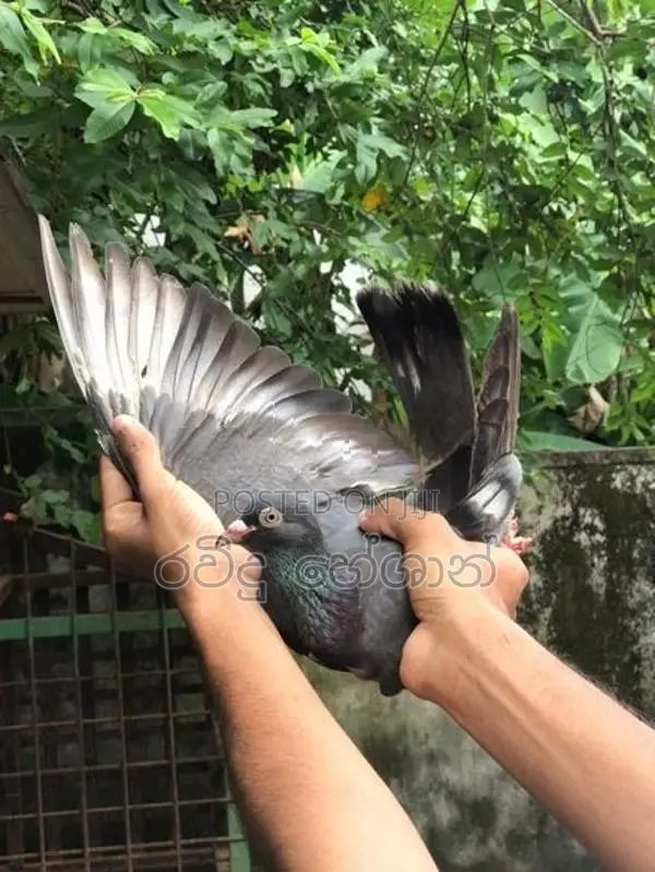 Pigeons