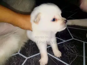 Pomeranian Puppies