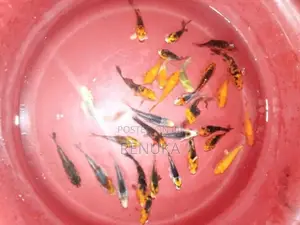 Koi carp fish for sale