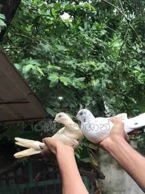 Pigeons