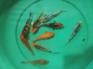 Koi carp fish for sale
