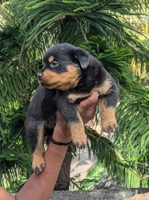 Rottweiler Puppy