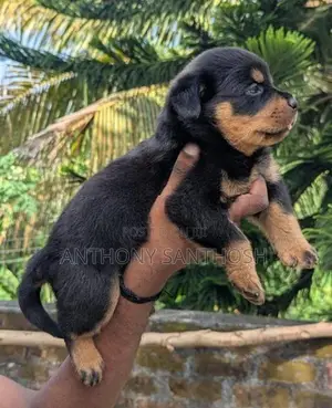 Rottweiler Puppy
