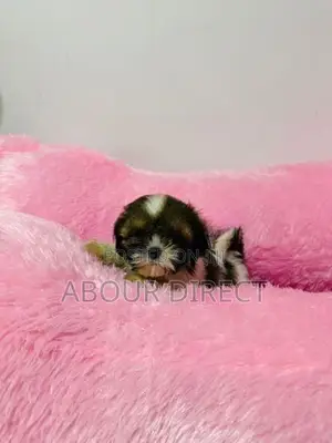 Shih Tzu