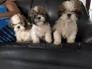 Shih Tzu