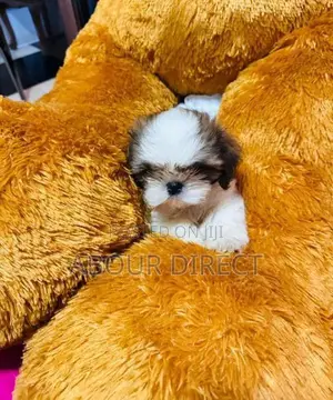 Shih Tzu