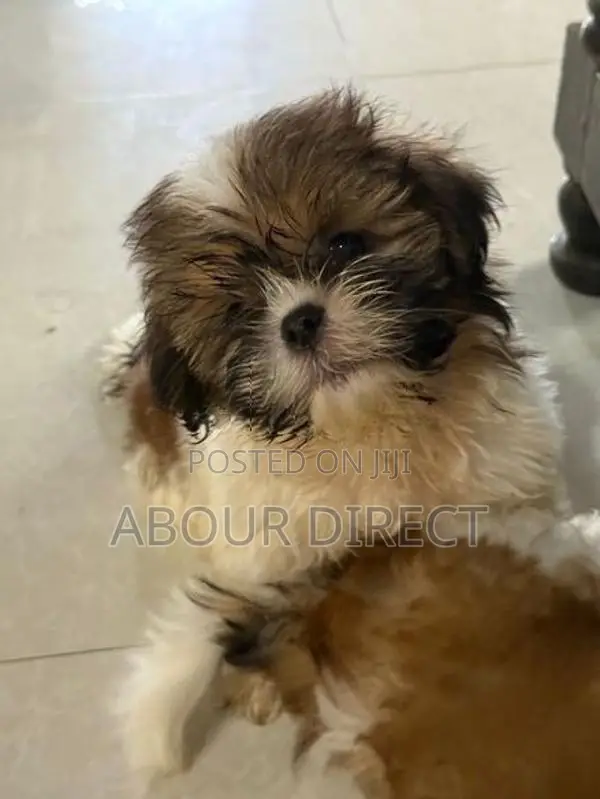 Shih Tzu