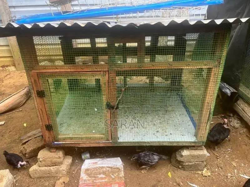 Bird Cage