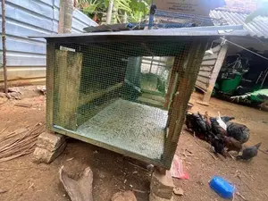 Bird Cage
