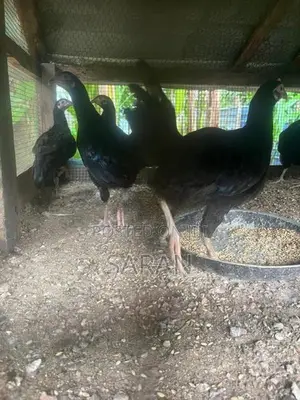ஊர் கோழி குஞ்சுகள்