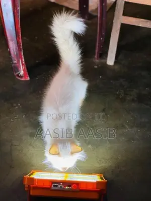 Himalayan Cat