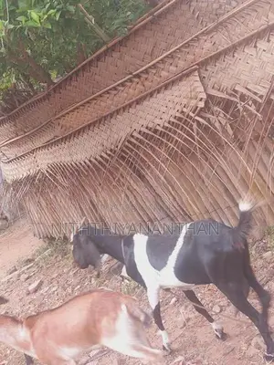 ஆடும் குட்டியும்