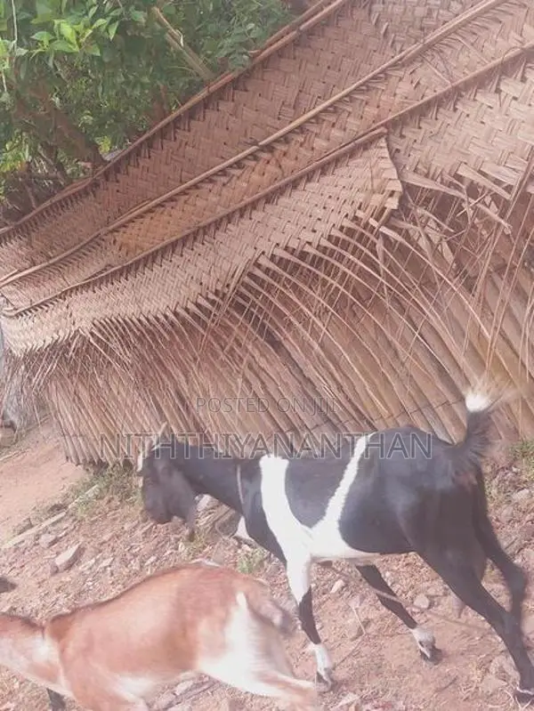 ஆடும் குட்டியும்