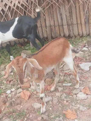 ஆடும் குட்டியும்